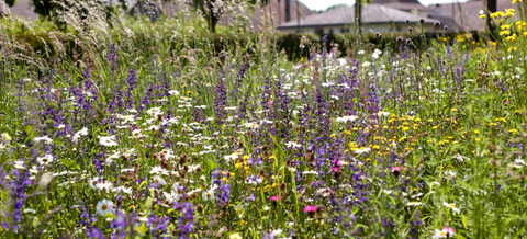Blumenwiese Blumenwiese