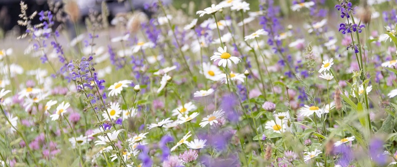 Blumenwiese1 Blumenwiese1